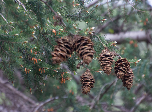 Bigcone Douglas-Fir - Pseudotsuga macrocarpa