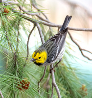 Hermit Warbler - Setophaga occidentalis