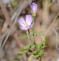 Punchbowl clarkia - Clarkia bottae