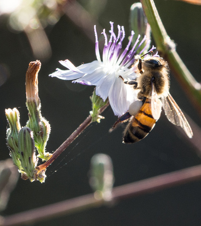 European honey bee - Apis mellifera