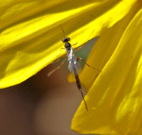 Ichneumon wasp 3 -  Unidentified sp.