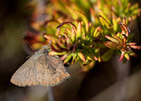 Brown Elfin - Callophrys augustinus