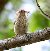 House Finch - Carpodacus mexicanus