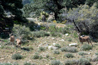 Mule Deer - Odocoileus hemionus