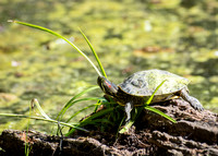 Red-eared slider