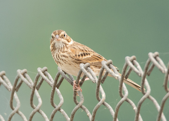 Vesper Sparrow - Pooecetes gramineus