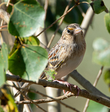 Grasshopper Sparrow - Ammodramus savannarum