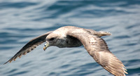 Northern Fulmar - Fulmarus glacialis