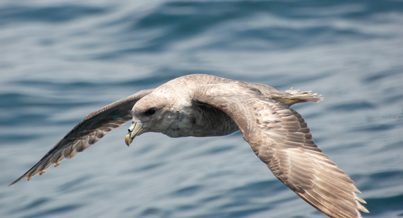 Northern Fulmar - Fulmarus glacialis