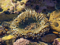 Starburst anemone - Anthopleura sola