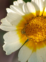 Crab spider - Mecaphesa sp.