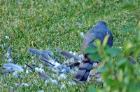 Sharp-shinned Hawk - Accipiter striatus