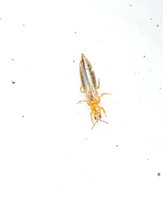 Thrips -Unidentified sp.