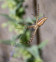 Banded argiope - Argiope trifasciata