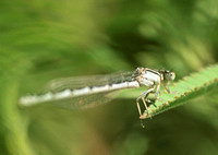 Damselfly - Enallagma sp