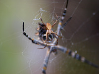 Silver argiope - Argiope argentata