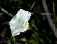 Morning Glory - Calystegia macrostegia