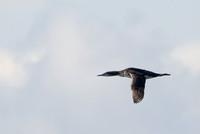 Pacific Loon - Gavia pacifica