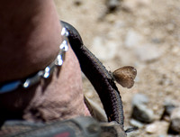 Common ringlet - Coenonympha california
