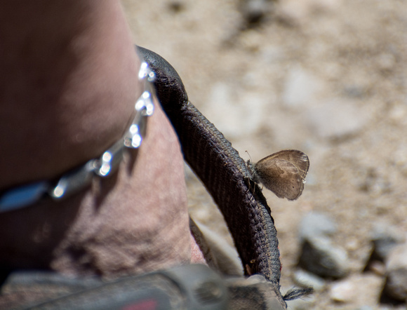 Common ringlet - Coenonympha california