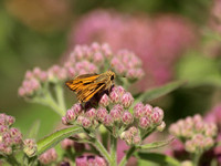 California buckwheat - Eriogonum fasciculatum foliolosum