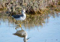 Greater Yellowlegs - Tringa melanoleuca