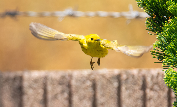Yellow Warbler - Setophaga petechia