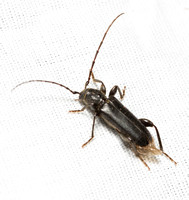 Long-horned beetle - Phymatodes grandis