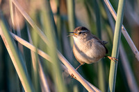 Marsh Wren - Cistothorus palustris