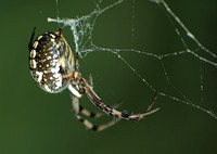 Western spotted orb weaver - Neoscona oaxacensis