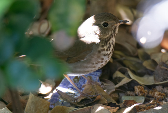 Hermit Thrush - Catharus guttatus