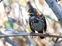 Fox Sparrow - Passerella iliaca