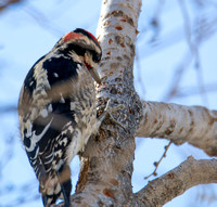 Red-naped Sapsucker - Sphyrapicus nuchalis