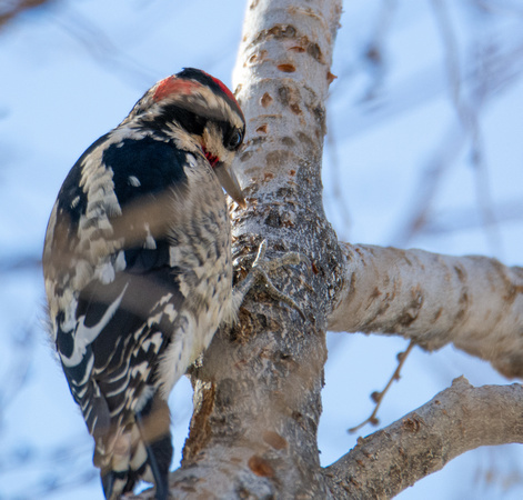Red-naped Sapsucker - Sphyrapicus nuchalis