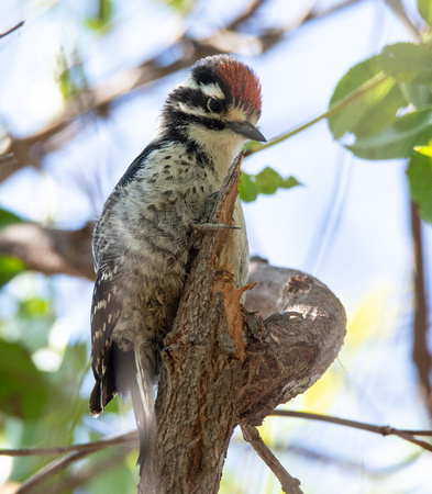 Nuttall's Woodpecker - Dryobates nuttallii