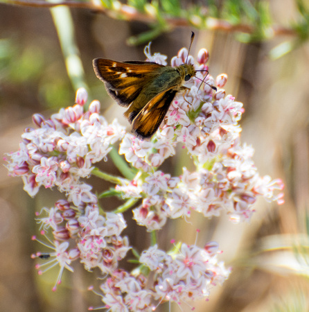 Rural skipper - Ochlodes agricola