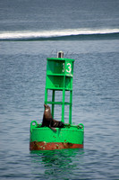 California sea lion - Zalophus californianus