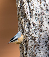 Red-breasted Nuthatch - Sitta canadensis
