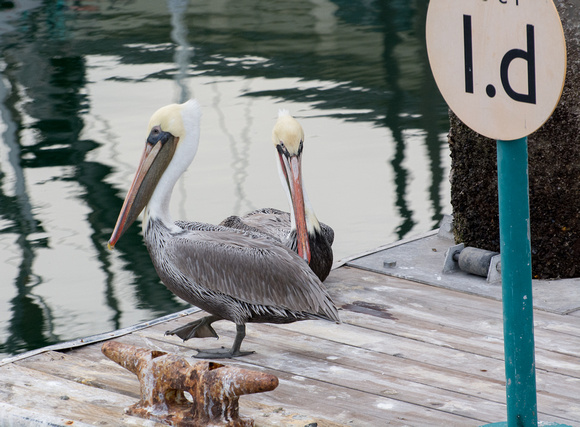 Brown Pelican - Pelecanus occidentalis