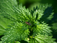 Dwarf Nettle - Urtica urens