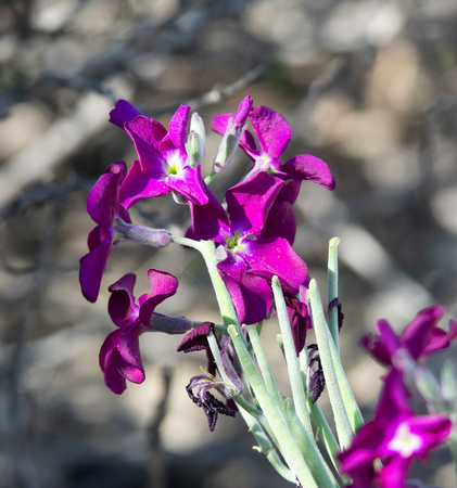 Hoary Stock - Matthiola incana