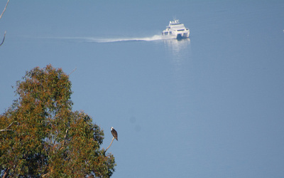 Osprey - Pandion haliaetus