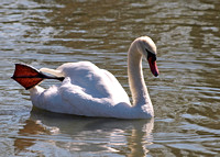 Mute Swan - Cygnus olor