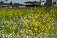 Los Cerritos Wetlands Bird Count 04-24-2025