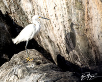 Snowy Egret - Egretta thula