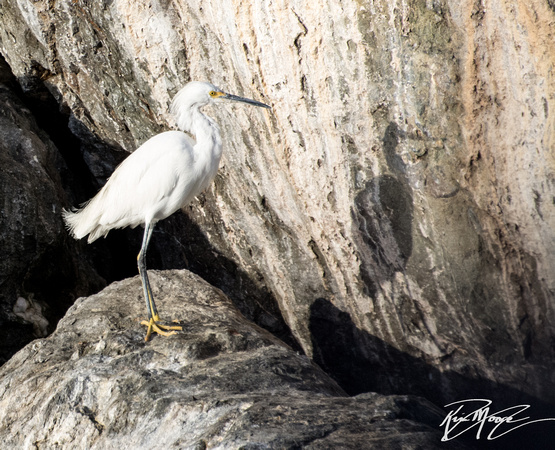 Snowy Egret - Egretta thula