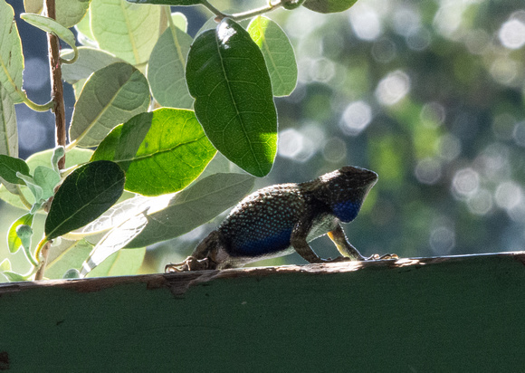 Western Fence Lizard - Sceloporus occidentalis