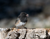 Dark-eyed Junco - Junco hyemalis