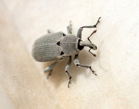 Flower weevil - Trichobaris compacta