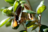 California sister - Adelpha californica